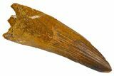 Fossil Spinosaurus Tooth - Real Dinosaur Tooth #305704-1